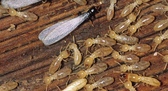 Musim Hujan = Musim Rayap? Fakta dan Mitos yang Perlu Diluruskan